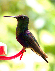 Thalurania colombica