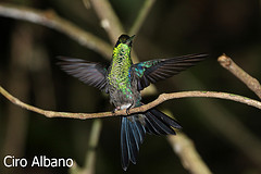 Thalurania watertonii