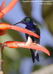 Lepidopyga coeruleogularis