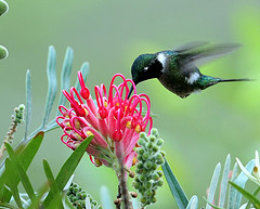 Leucochloris albicollis
