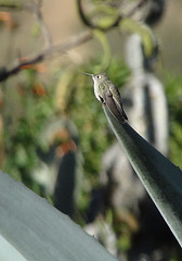 Leucippus taczanowskii