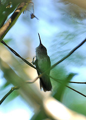 Leucippus chlorocercus