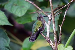 Taphrospilus hypostictus