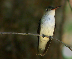 Amazilia chionogaster