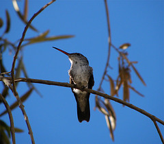 Amazilia viridicauda