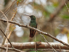 Amazilia yucatanensis