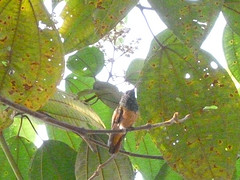 Amazilia castaneiventris