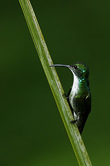 Amazilia brevirostris