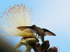 Amazilia cyanocephala