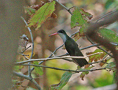 Amazilia viridifrons