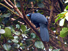 Chamaepetes unicolor