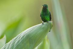 Amazilia saucerottei