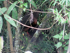 Chamaepetes goudotii