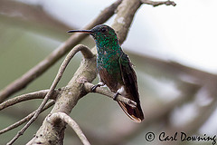 Amazilia viridigaster