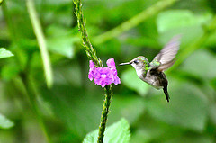 Microchera albocoronata