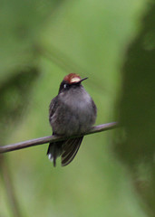 Anthocephala floriceps