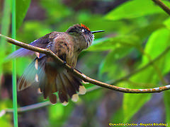 Anthocephala berlepschi