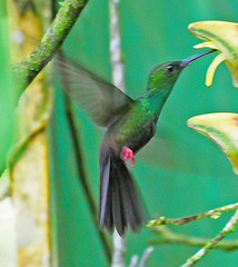 Chalybura urochrysia