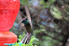 Lampornis clemenciae