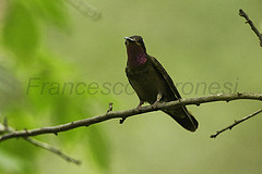 Lampornis amethystinus