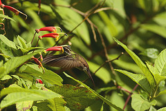 Lampornis viridipallens