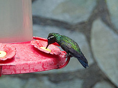 Lampornis hemileucus