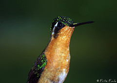Lampornis calolaemus
