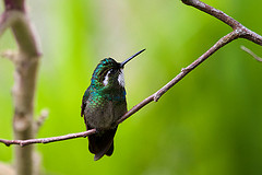 Lampornis castaneoventris