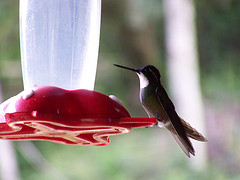 Lampornis cinereicauda