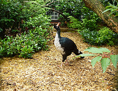 Oreophasis derbianus