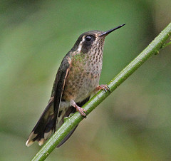 Adelomyia melanogenys
