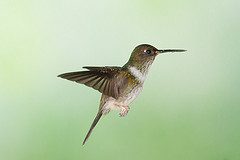 Phlogophilus hemileucurus