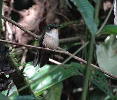 Phlogophilus harterti