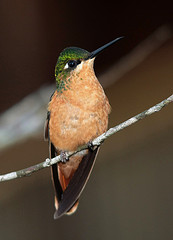 Clytolaema rubricauda