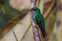 Heliodoxa xanthogonys