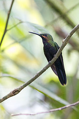 Heliodoxa schreibersii