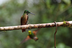 Heliodoxa rubinoides