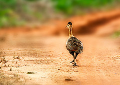 Rhynchotus rufescens