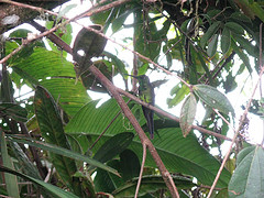 Heliodoxa imperatrix