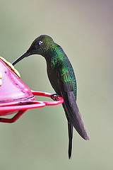 Heliodoxa leadbeateri