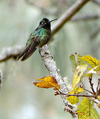 Eugenes fulgens