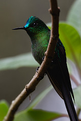 Hylonympha macrocerca