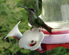 Sternoclyta cyanopectus