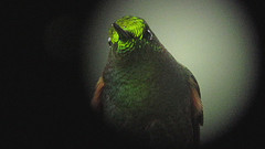 Boissonneaua flavescens