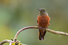 Boissonneaua matthewsii