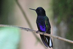 Boissonneaua jardini