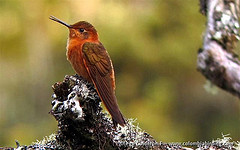 Aglaeactis cupripennis