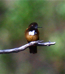 Aglaeactis castelnaudii