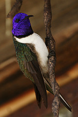 Oreotrochilus chimborazo