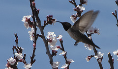 Oreotrochilus estella